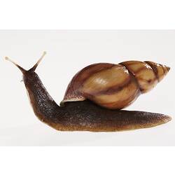 Model of brown snail.