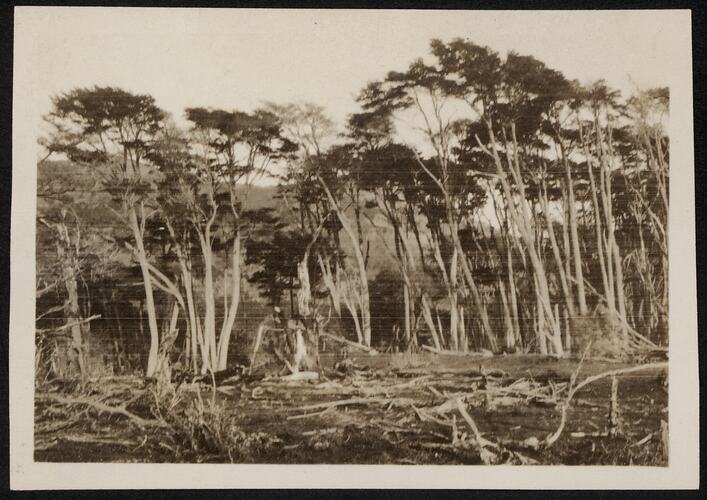 View of the forest at Rio Douglas on Navarino Island looking across to Ponsonby Sound in May 1929