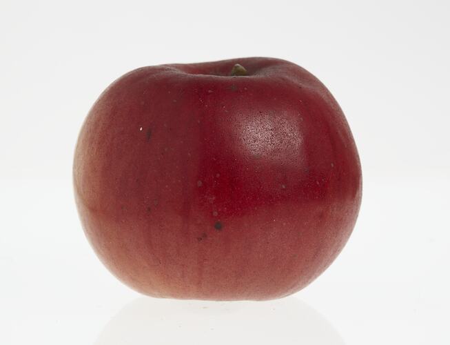 Wax model of an apple painted red. Has brown stem.