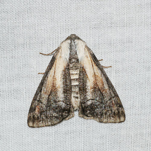 <em>Stibaroma melanotoxa</em>, moth. Great Otway National Park, Victoria.