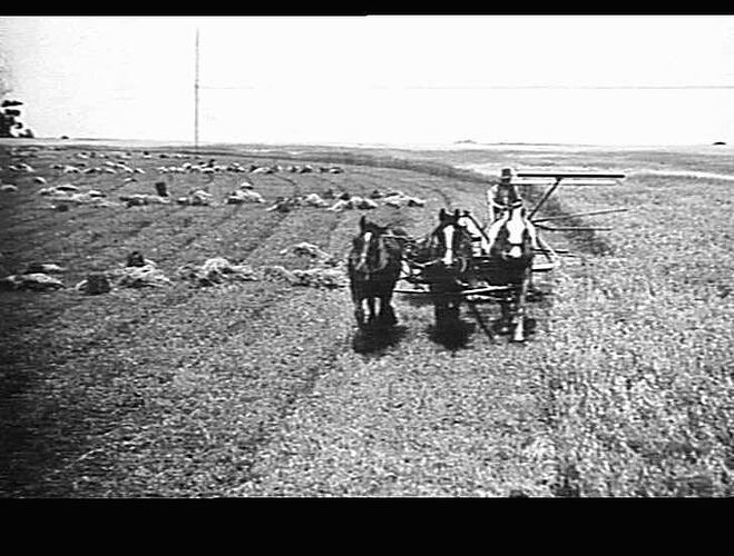 6 FT BINDER IN OATS ON `ARUNDEL FARM', KEILOR, VIC: 12/12/1936