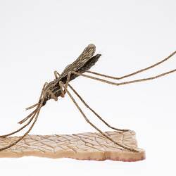 Model of a mosquito on a base. Profile.