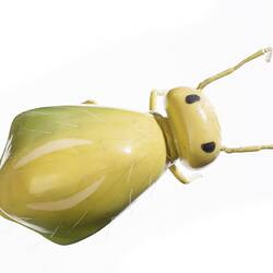 Model - Lucerne Flea, Magnified X50, 1956