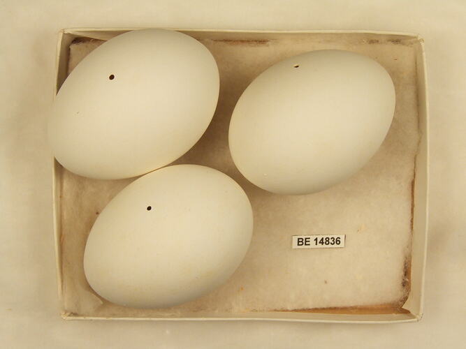 Three bird eggs with specimen label in box.