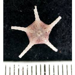 Front view of pink-cream brittle star with broken arm tips on black background with ruler.