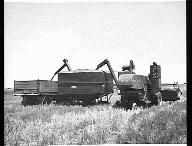 MASSEY-HARRIS 780 SELF PROPELLED OFF-LOADING INTO FIELD BIN ON THE PROPERTY OF MR. A.E. MCKENZIE, JEPARIT, VIC.: JAN 1955