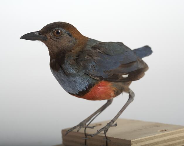 Taxidermied bird specimen with blue. red, black and brown feathers, perched on a piece of plywood.