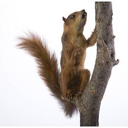 <em>Sciurus spadiceus</em>, Southern Amazon Red Squirrel, mounted specimen. Registration no. C 30124.