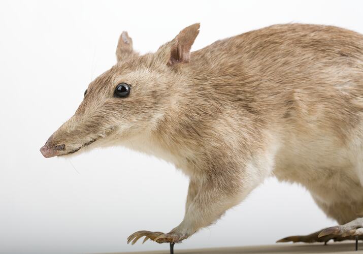 Close up of taxidermied Long-nosed Bandicoot.