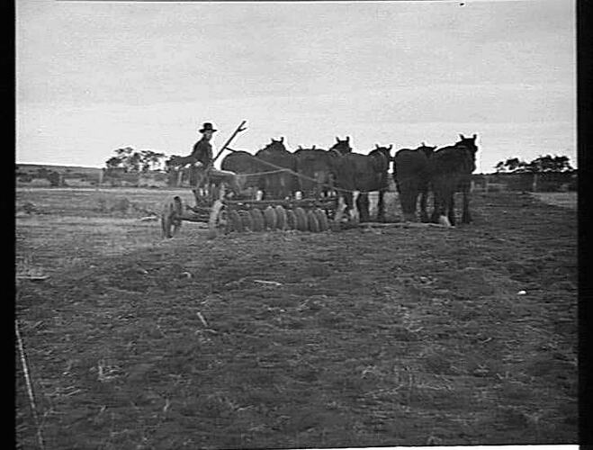 `SUNDERCUT' ON MR. BLACK'S FARM, NYAH WEST: AUG 1924