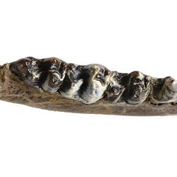 Top view of fossil jaw framgent.