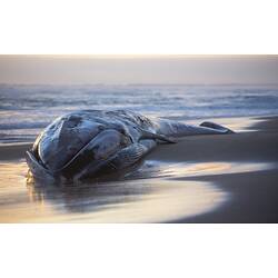 Fin whale lying on a beach at low tide.