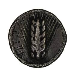 Coin - Diobol, Metapontum, circa 500 BCE