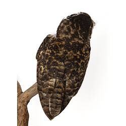 <em>Tyto novaehollandiae</em>, Masked Owl. [B 25864]