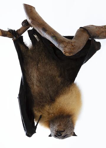 <em>Pteropus poliocephalus</em>, Grey-headed Flying-fox, male. [C 30468]