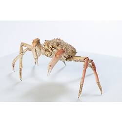 <em>Leptomithrax gaimardii</em>, Giant Spider Crab. [J 46721.5]