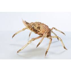 <em>Leptomithrax gaimardii</em>, Giant Spider Crab. [J 46721.12]