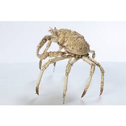 <em>Leptomithrax gaimardii</em>, Giant Spider Crab. [J 46721.35]