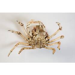 <em>Leptomithrax gaimardii</em>, Giant Spider Crab. [J 46721.38]