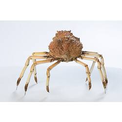 <em>Leptomithrax gaimardii</em>, Giant Spider Crab. [J 46721.42]