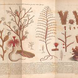 Plant-like scientific specimens coloured red and brown with engraved text underneath.