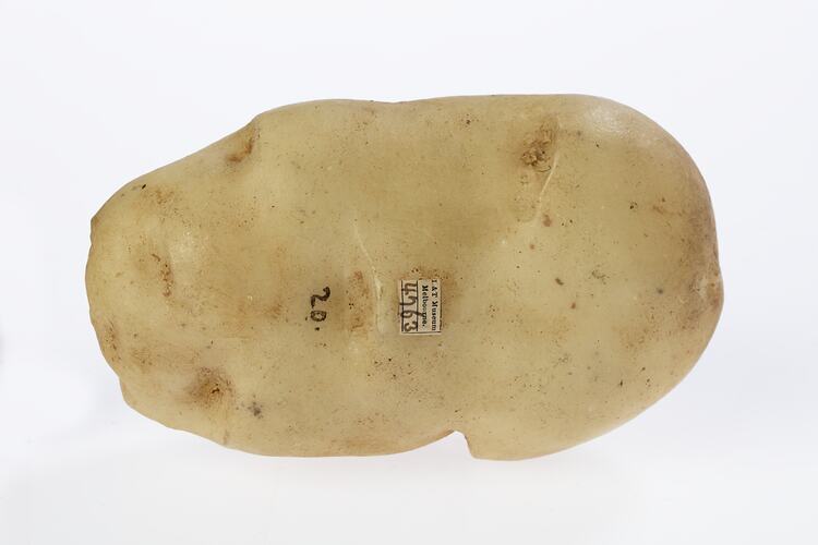 Light brown wax potato model.