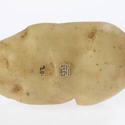 Light brown wax potato model.