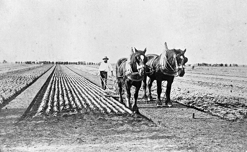 [William Ross ploughing a strait furrow in a ploughing competition, Werribee, 1872.]
