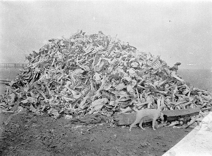 [A pile of animal bones at a watering place in Central Australia, 1935.]
