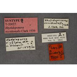 Entomology type specimen labels.