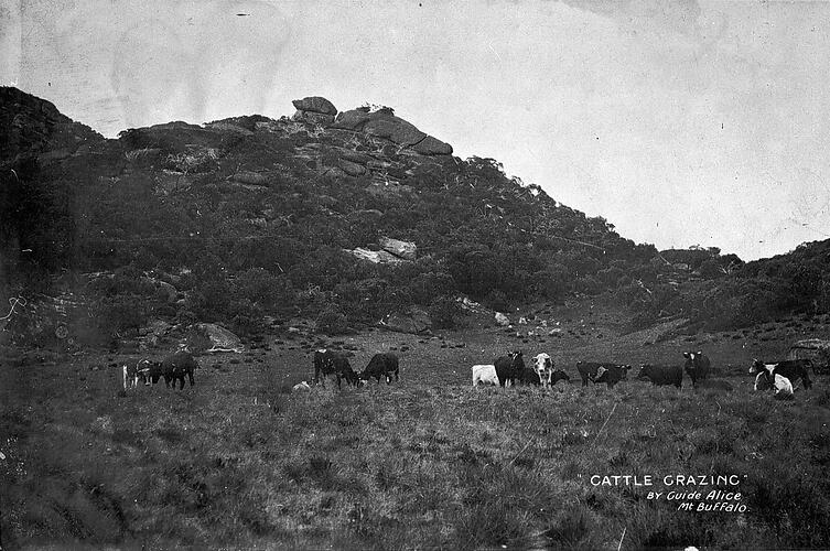 CATTLE GRAZING, BY GUIDE ALICE, MT. BUFFALO