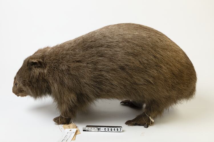 Grey-brown wombat specimen mount.