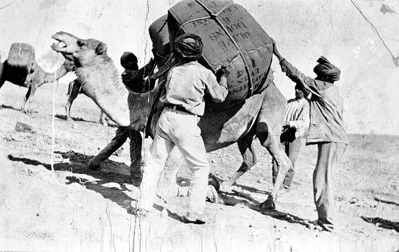 Loading Wool Bales on a Camel