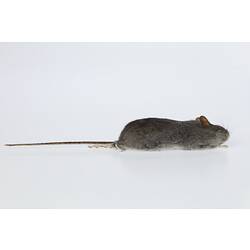 Dark grey rodent skin specimen with straight tail.