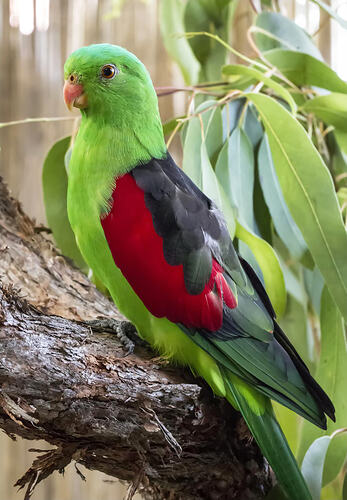 <em>Aprosmictus erythropterus</em>, Red-winged Parrot, male.