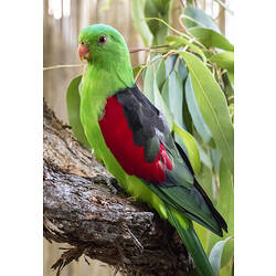 <em>Aprosmictus erythropterus</em>, Red-winged Parrot