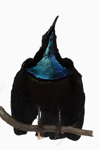 Mounted bird specimen with black and bright blue, irridescent feathers.