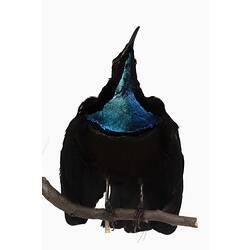 Mounted bird specimen with black and bright blue, irridescent feathers.