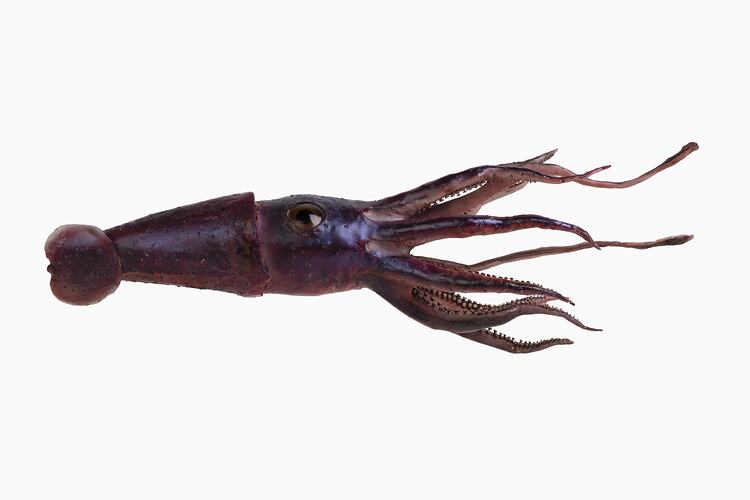 Purple squid model with flowing tentacles.