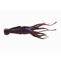 Purple squid model with flowing tentacles.