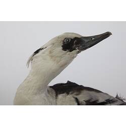 Side view of head of white bird specimen with black beak and black feathers around eye.