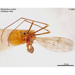 Crane fly specimen, male, lateral view.