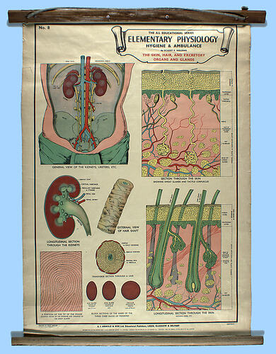 Wall Chart - The Skin, Hair and Excretory Organs and Glands