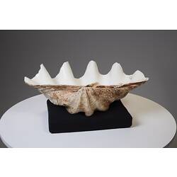 Giant clam shell with wavy edge.