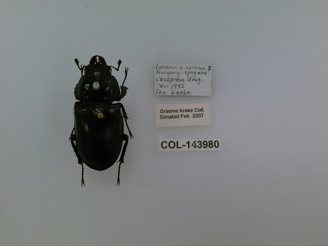 Shiny black beetle specimen with large mandibles, pinned next to text labels.