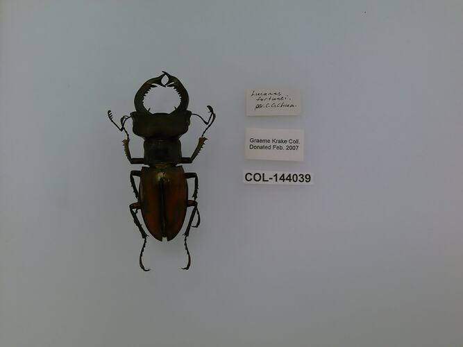 Dorsal view of pinned beetle specimen with labels.