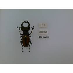 Dorsal view of pinned beetle specimen with labels.