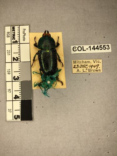 Shiny brown beetle specimen with large mandibles, pinned next to text labels.