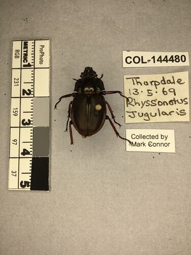 Shiny brown beetle specimen with large mandibles, pinned next to text labels.