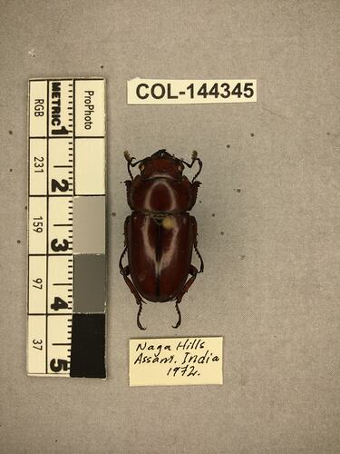 Shiny brown beetle specimen with large mandibles, pinned next to text labels.